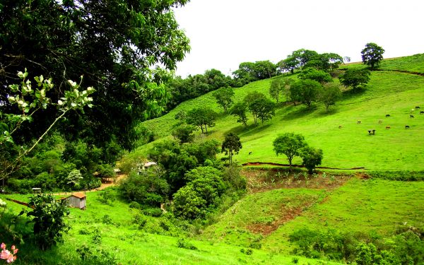 MÁGOAS DE UM CABOCLO